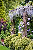 PERGOLA WITH WISTERIA AND CLEMATIS IN SUMMER