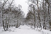 SNOW COVERED PATH IN SUTTON PARK