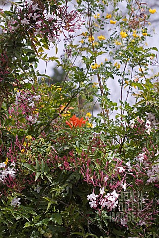 JASMINUM_CLIMBING_IN_AMONGST_OTHER_CLIMBERS