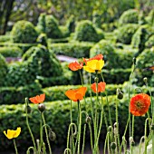 PAPAVER RHOEAS IN FRONT OF TOPIARY PEACOCK CIRCLE AT PALHEIRO GARDENS,  FUNCHAL,  MADEIRA