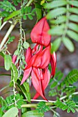 CLIANTHUS PUNICEUS,  THE LOBSTER CLAW