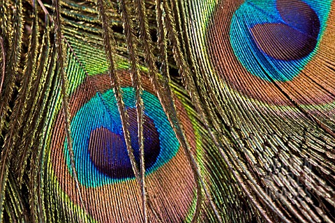 CLOSE_UP_OF_PEACOCK_FEATHERS