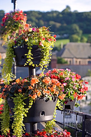BEGONIAS_IN_BASKETS_ON_THE_BRIDGE_AT_LLANGOLLEN__JULY