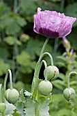 PAPAVER FLOWER AND BUDS