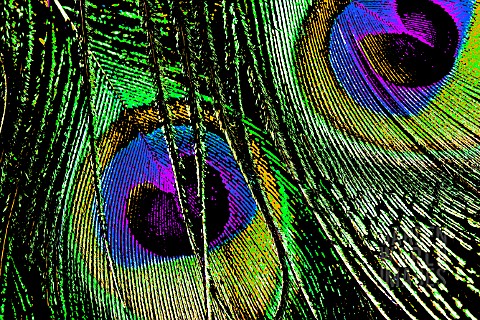 POSTERISED_CLOSE_UP_OF_PEACOCK_FEATHERS__MANIPULATED