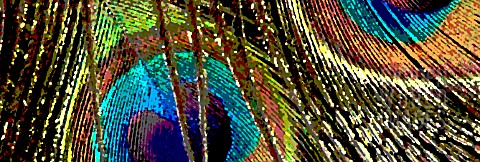 POSTERISED_CLOSE_UP_OF_PEACOCK_FEATHERS