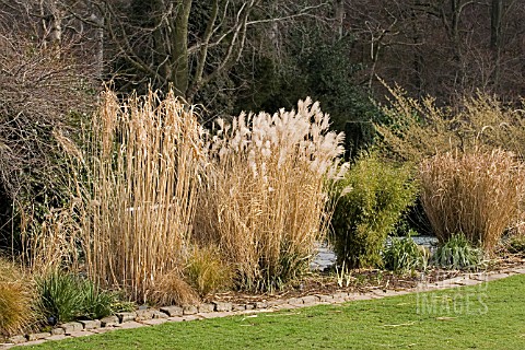 WINTER_BORDER_OF_GRASSES_AND_BAMBOO