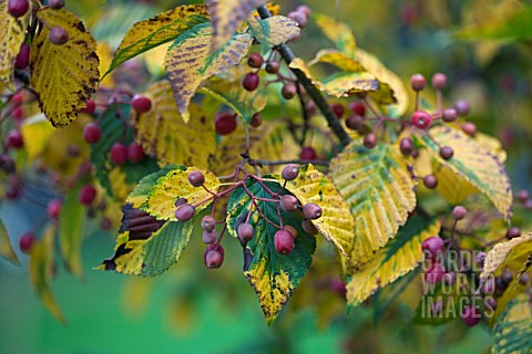 BERRIES_AND_AUTUMN_LEAVES