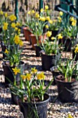 POTS OF DAFFODILS,  IN ROWS