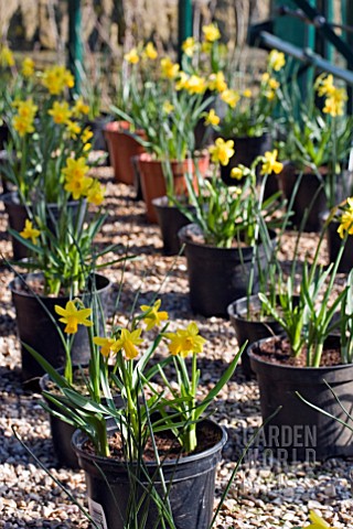 POTS_OF_DAFFODILS__IN_ROWS