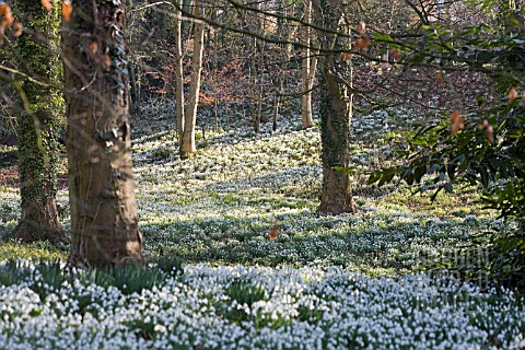 GALANTHUS_AT_PAINSWICK_ROCOCCO_GARDEN_GLOUCESTERSHIRE
