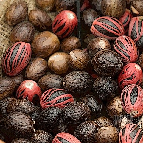 MACE_COVERED_NUTMEGS_MANIPULATED