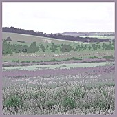 LAVENDER FIELD SNOWSHILL, MANIPULATED