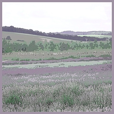 LAVENDER_FIELD_SNOWSHILL_MANIPULATED