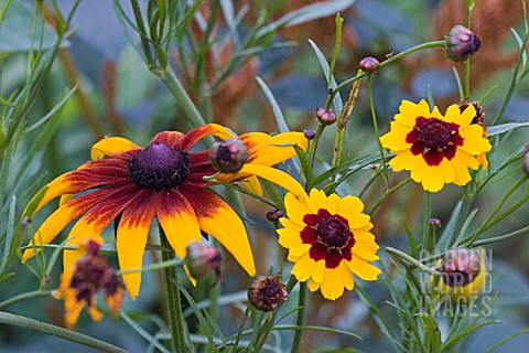 TAGETES_AND_RUDBECKIAS_IN_ASSOCIATION