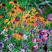 ECHINACEA AND ECHINOPS IN ASSOCIATION, MANIPULATED