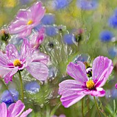 COSMOS IN WILDFLOWER MEADOW, MANIPULATED