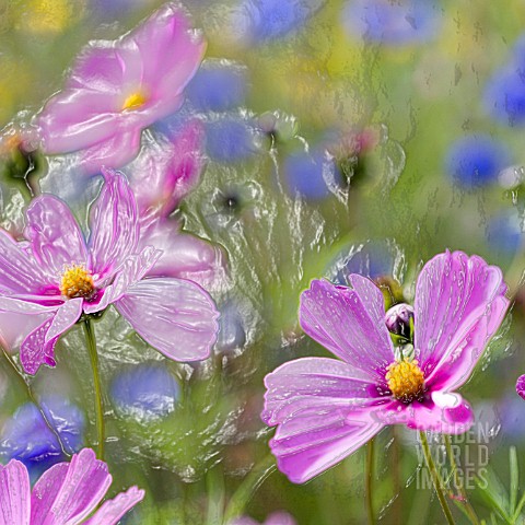 COSMOS_IN_WILDFLOWER_MEADOW_MANIPULATED