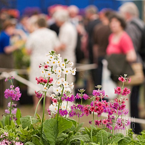 CROWDS_INSIDE_THE_GREAT_MARQUEE_CHELSEA_FLOWER_SHOW_2007