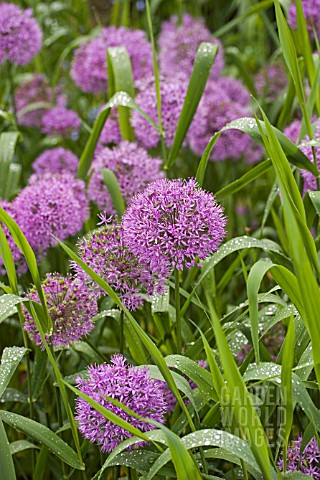 ALLIUMS_AFTER_THE_RAIN
