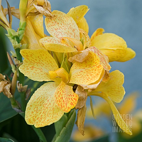 CANNA_TROPICAL_YELLOW