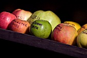 APPLES WITH THEIR NAMES WRITTEN ON IN PEN