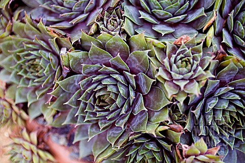 SEMPERVIVUM_PURPLE_BEAUTY_HOUSE_LEEK