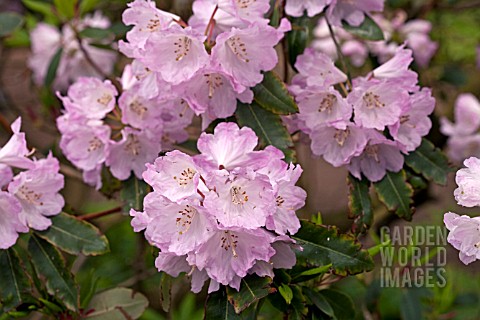 RHODODENDRON_FAGETTERS_FAVOURITE