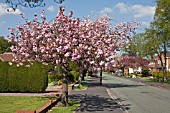 STREET LINED WITH FLOWERING CHERRY TREES