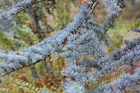 CEDRUS_LIBANI_SSP_ATLANTICA_GLAUCA_GROUP