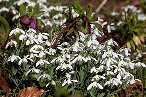 GALANTHUS_AND_HELLEBORES_IN_ASSOCIATION