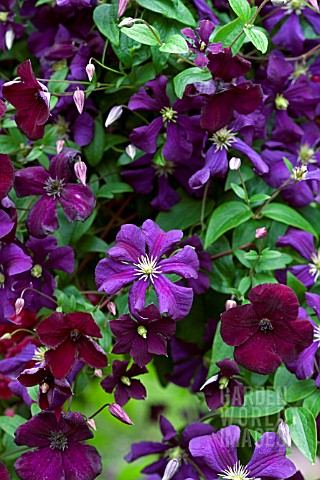 CLEMATIS_ETOILE_VIOLETTE_AND_CLEMATIS_ROYAL_VELOURS