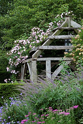 WOLLERTON_OLD_HALL_GARDEN_ROSA_CHAMPNEYS_PINK_CLUSTER