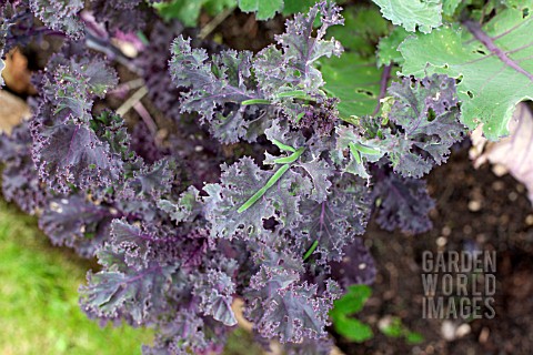 VEGETABLE_GROWING_IN_SMALL_SPACES_IN_SUBURBAN_GARDEN__PESTS