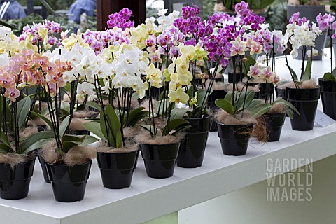 MIXED_ORCHIDS