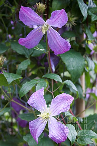 CLEMATIS_MRS_T_LUNDELL