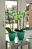 DYED PHALAENOPSIS IN MODERN HOME