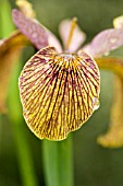 CLOSE UP OF VARIEGATED IRIS IN THE RAIN