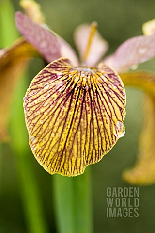 CLOSE_UP_OF_VARIEGATED_IRIS_IN_THE_RAIN