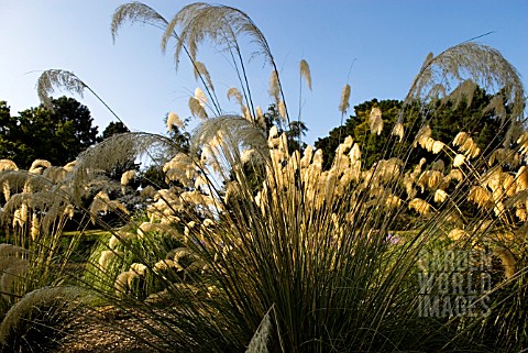 CORTADERIA_RICHARDII_AND_CORTADERIA_FULVA_BACKLIT_WITH_EVENING_SUN_AT_THE_RHS_GARDEN_WISLEY_TRIAL_GR