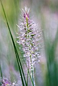 PENNISETUM ALOPECUROIDES HAMELN WITH MORNING DEW
