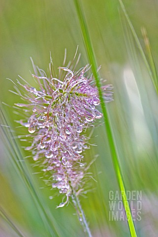PENNISETUM_ALOPECUROIDES_HAMELN_WITH_MORNING_DEW