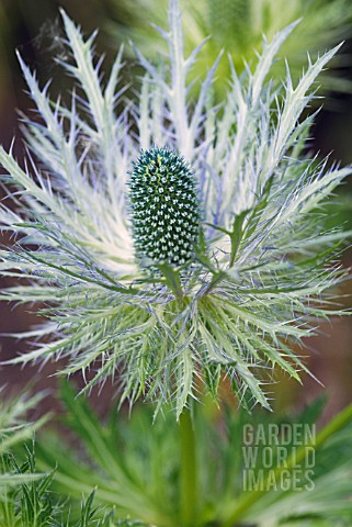 ERYNGIUM_X_ZABELII_DONARD_VARIETY_EARLY_STAGES_OF_FLOWERING