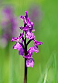 ORCHIS MASCULA EARLY PURPLE ORCHID