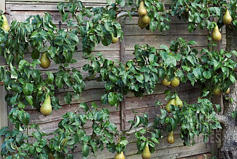 CONFERENCE_PEAR_PYRUS_COMMUNIS_ESPALIER