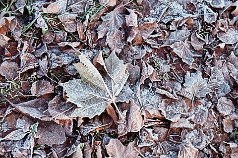 FROSTED_AUTUMN_LEAF_LITTER