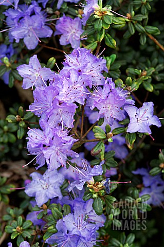 RHODODENDRON_SAPPHIRE