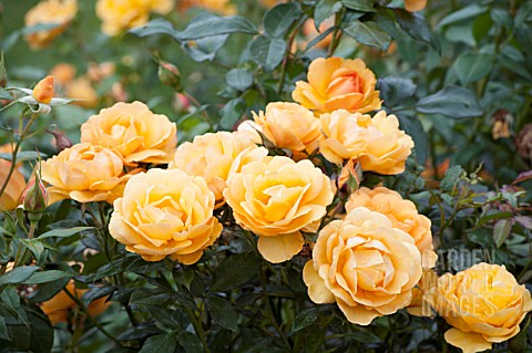 ROSA_GOLDEN_BEAUTY_KORBERBENI