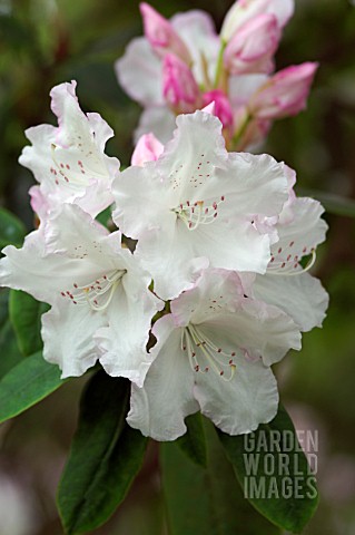 RHODODENDRON_LODERS_WHITE