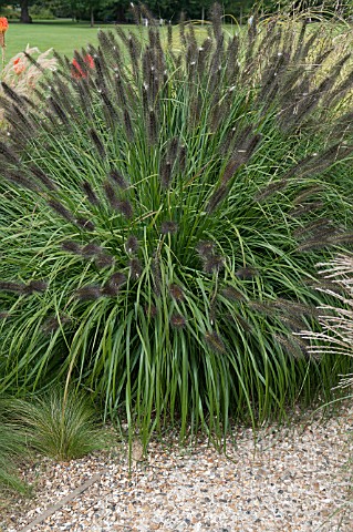 PENNISETUM_ALOPECUROIDES_RED_HEAD_AT_RHS_WISLEY
